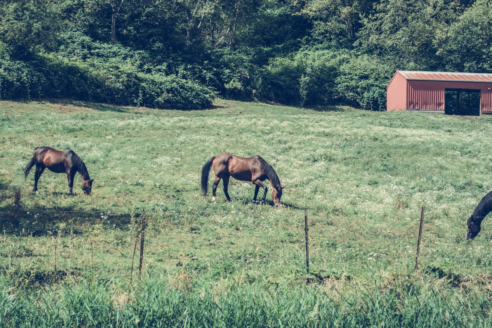 Horses grazing in a field beside a barn