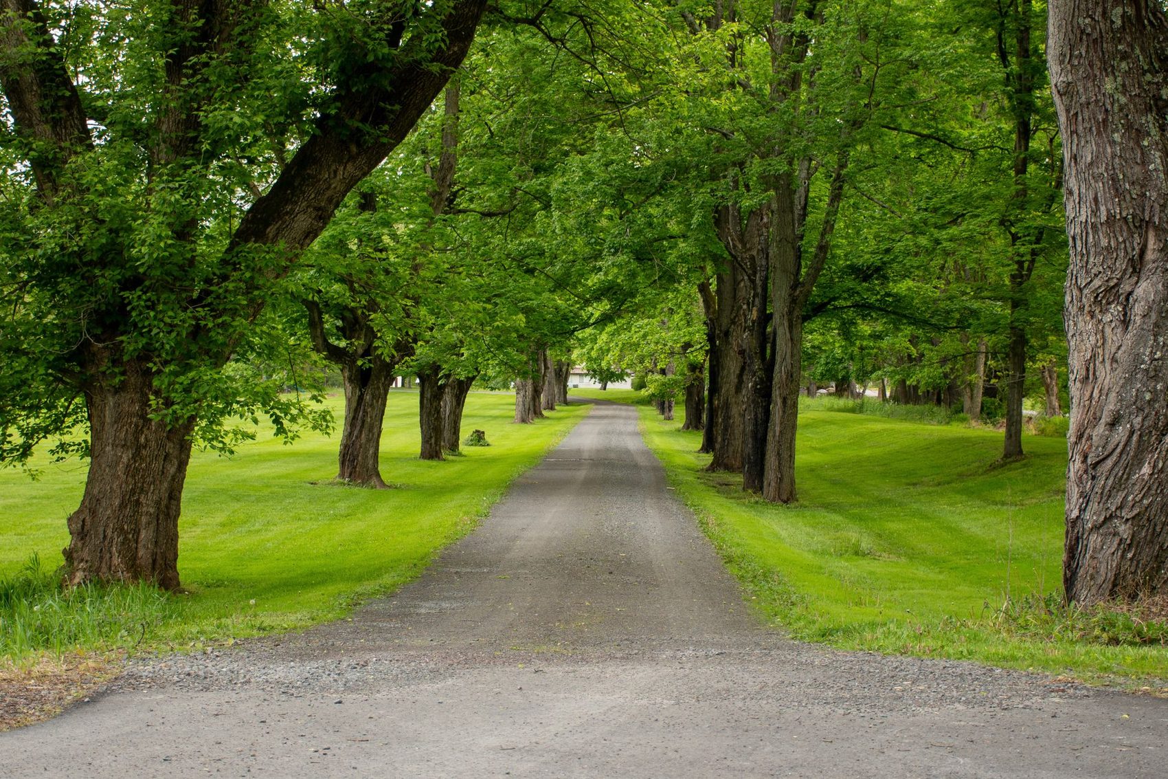 A lane closing in under old trees